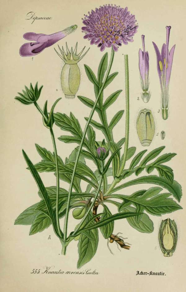Gyógynövények, homeopátia, népi gyógyászat -48 – Mezei varfű Dr. Thomé  Botanika